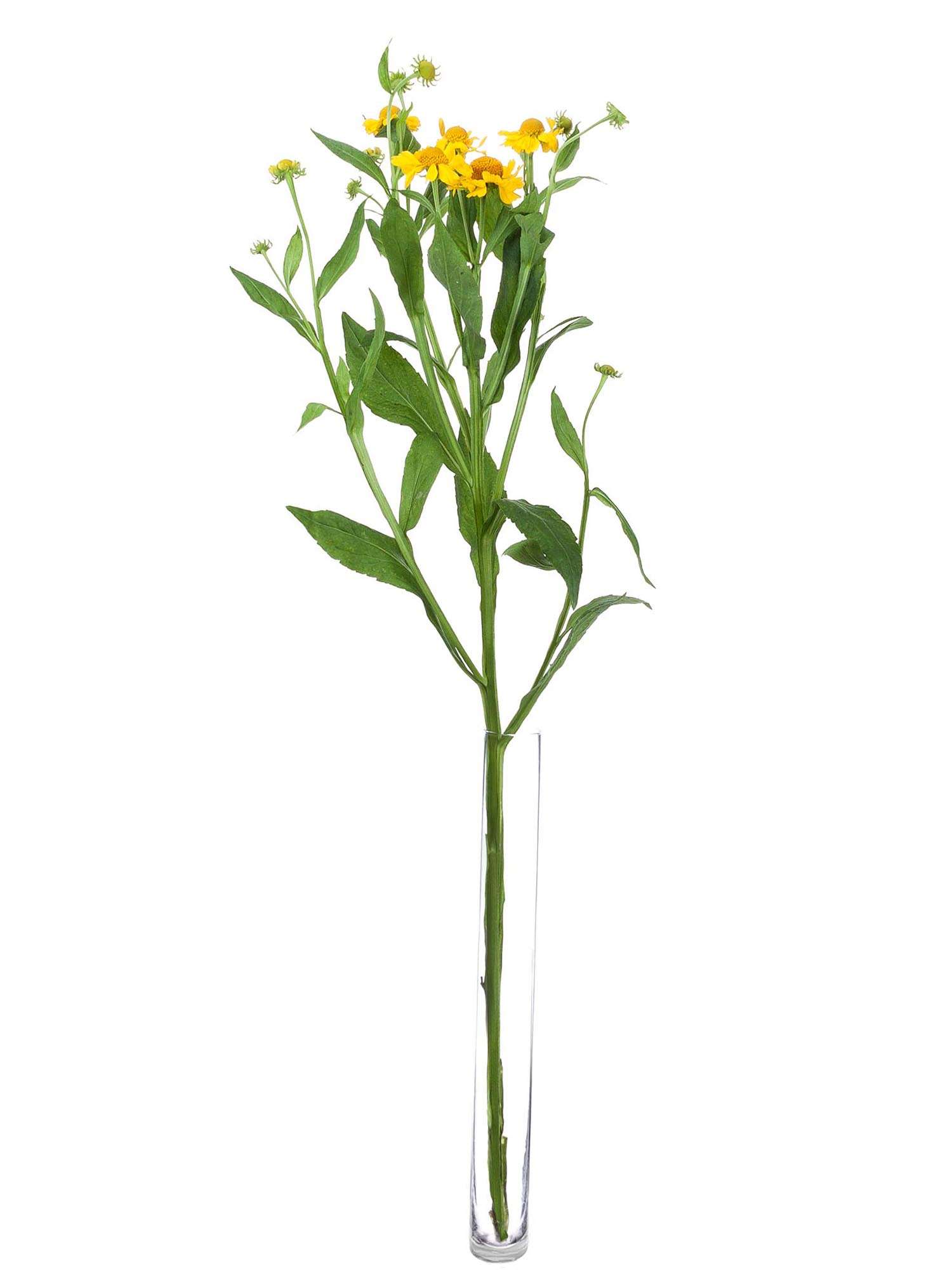 blumigo-blattwerk-helenium-kanaria-gelb-bindegr-n image 3