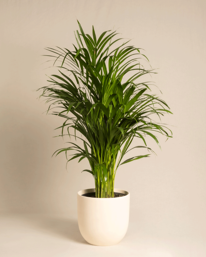 feey-variado-goldfruchtpalme-zimmerpflanze-ohne-bertopf-gross image 7