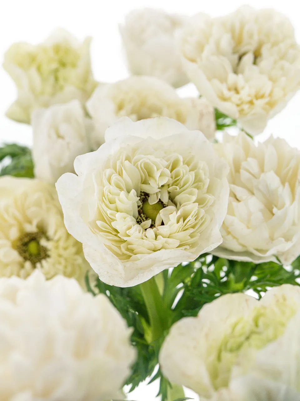 blumigo-anemonen-full-star-white-schnittblume-wei-gef-llt image 1