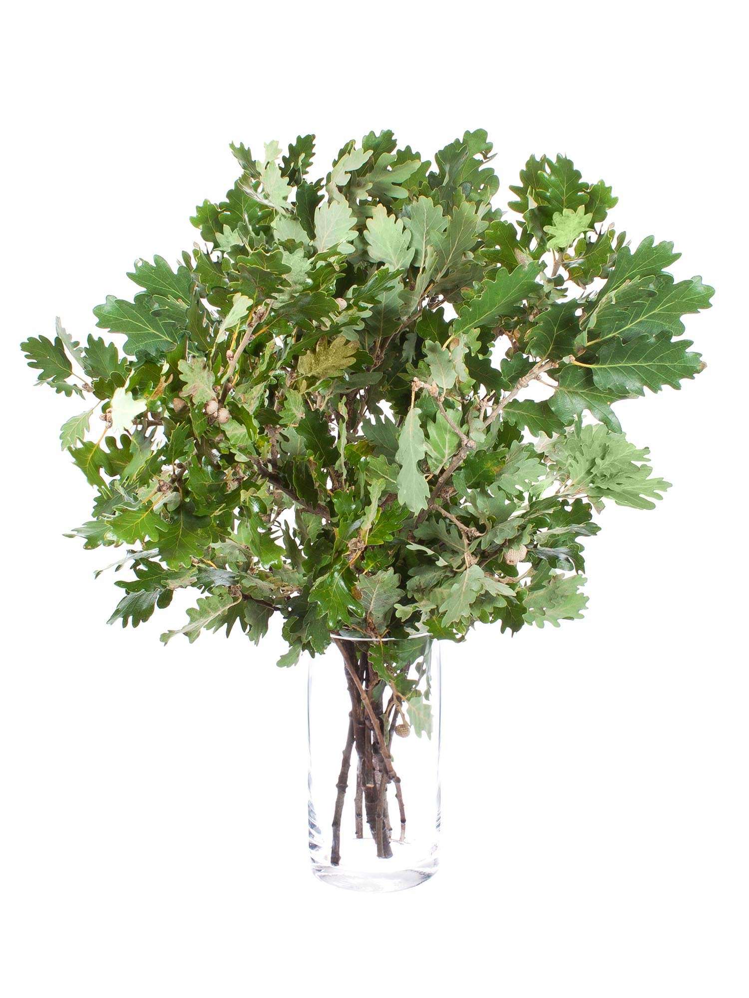 blumigo-blattwerk-eichenbl-tter-bindegr-n-natur image 2