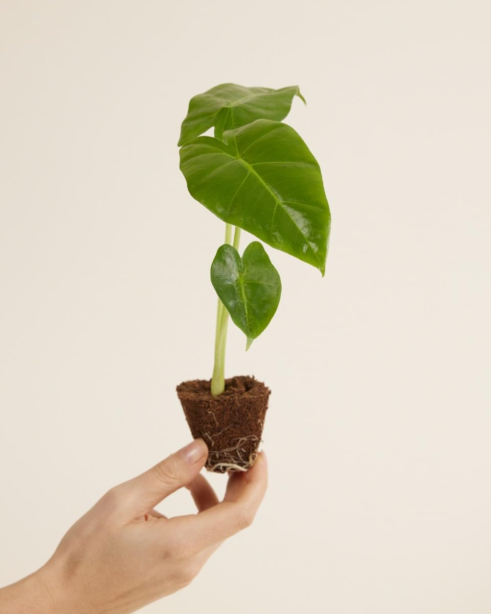 plnts-babyplnts-alocasia-golden-lutea-babypflanze-10cm image 2