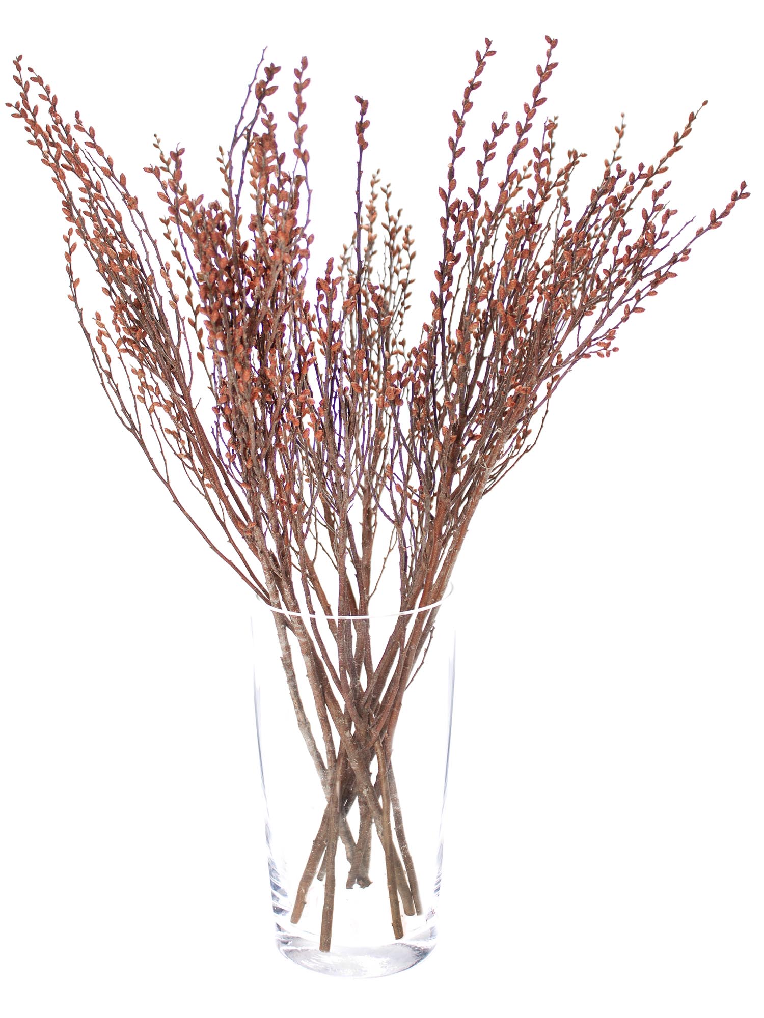 blumigo-zweige-myrica-gale-gagelzweige-bindegr-n-frisch image 2