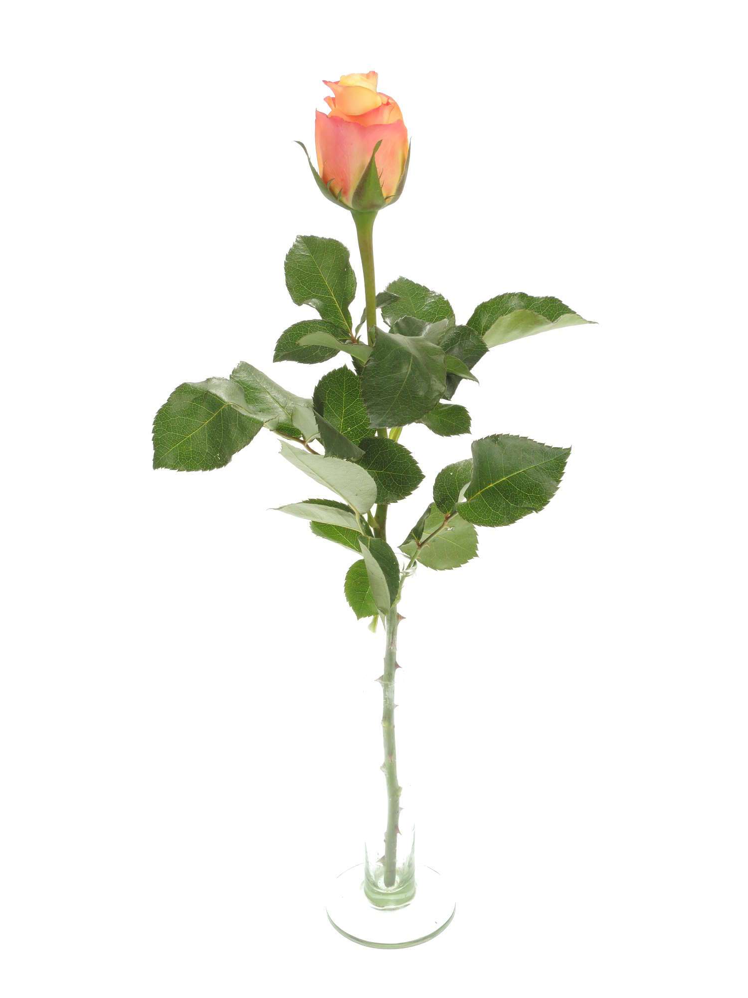 blumigo-rosen-florida-rose-orange-gelb-einzelstiel-frisch image 3