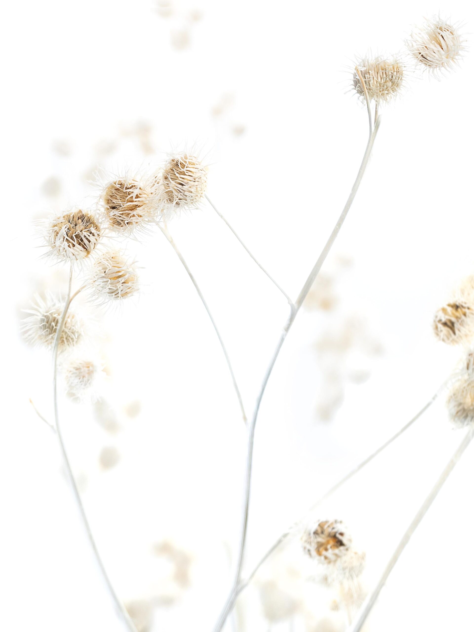 blumigo-trockenblumen-velcro-disteln-gebleicht-wei-bund image 1