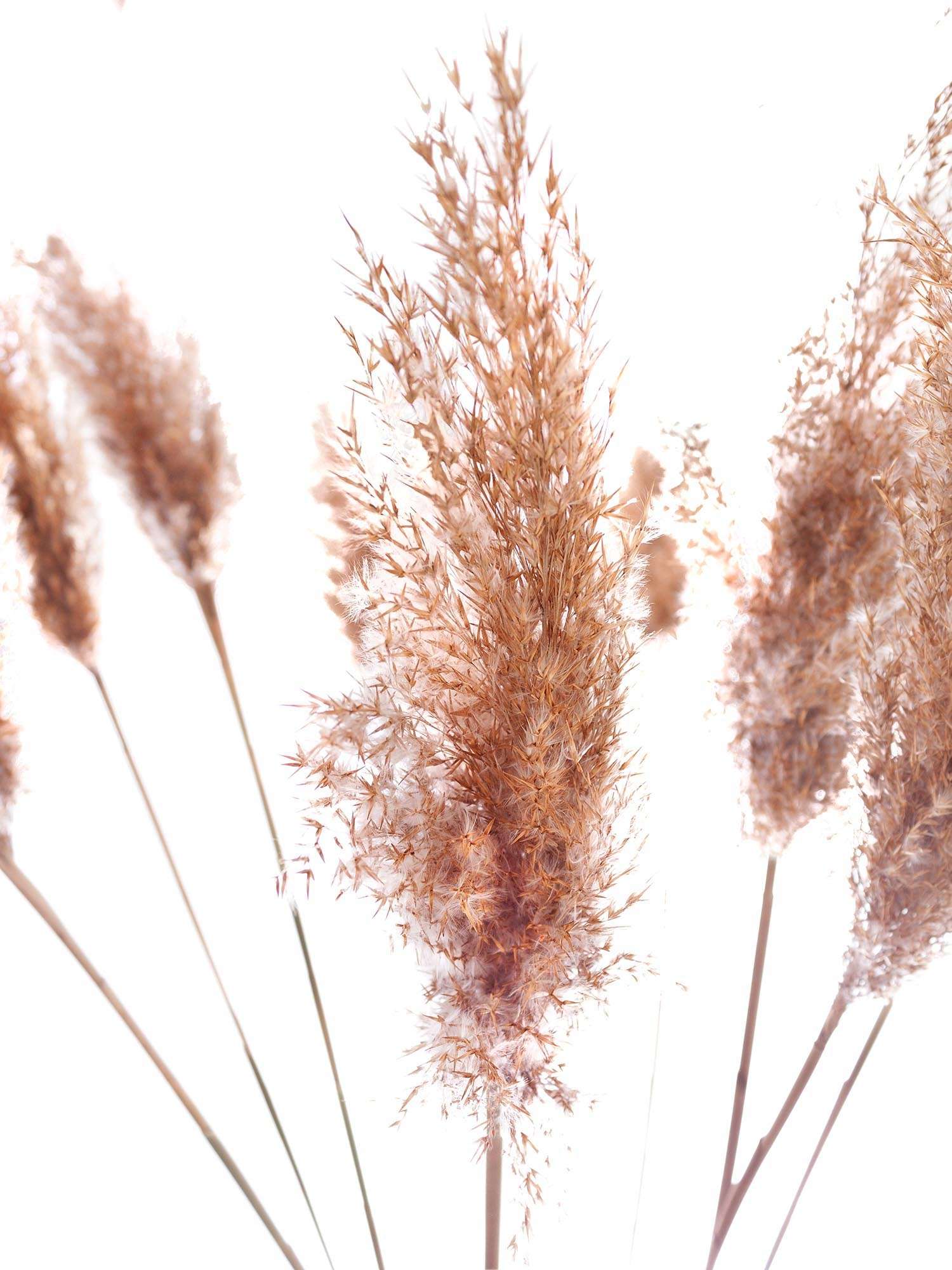 blumigo-trockenblumen-pampasgras-getrocknet-natur-deko image 4