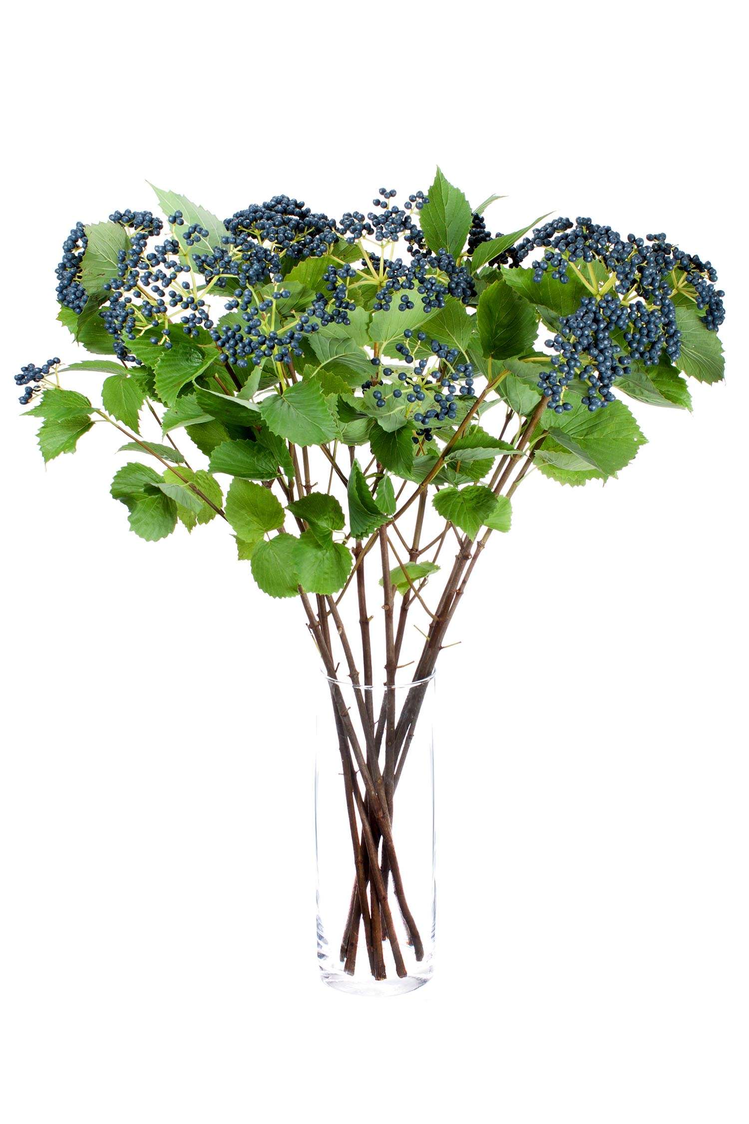 blumigo-dark-blue-viburnum-beeren-schwarz-blau-stiel image 2