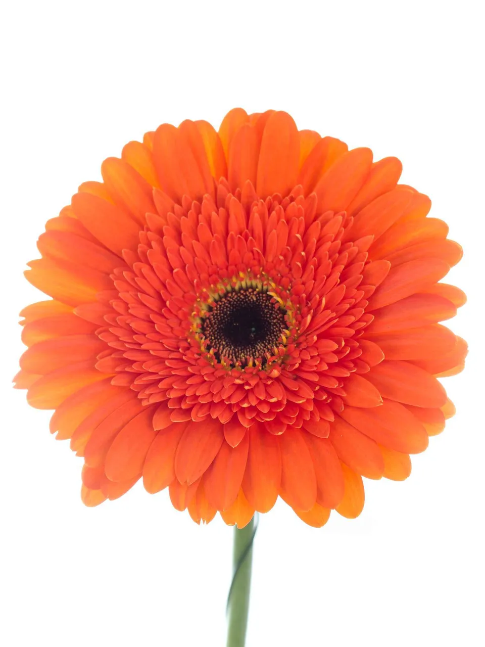 blumigo-gerbera-candela-orange-schnittblume-frisch image 1