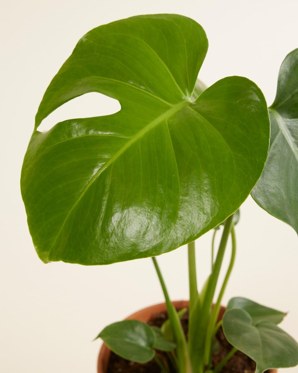plnts-rareplnts-monstera-deliciosa-zimmerpflanze-45cm-12cm-topf image 3