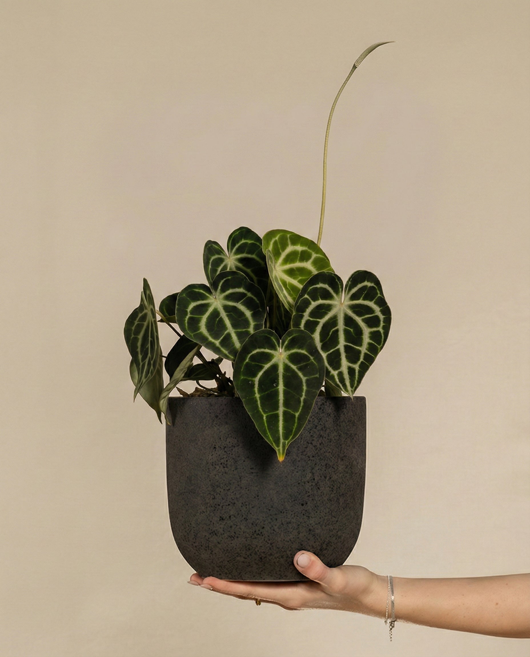 feey-variado-anthurium-clarinervium-zimmerpflanze-ohne-bertopf image 1
