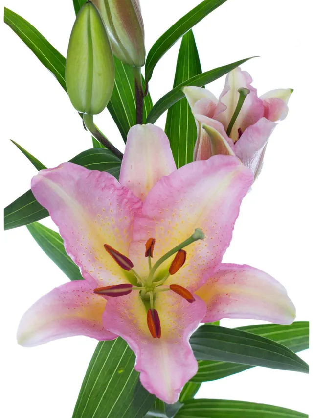 blumigo-lilien-pink-mistery-rosa-schnittblume-stiel image 1