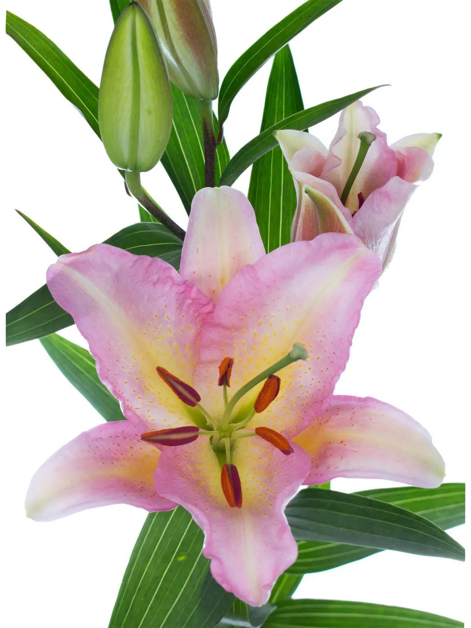 blumigo-lilien-pink-mistery-rosa-schnittblume-stiel image 1