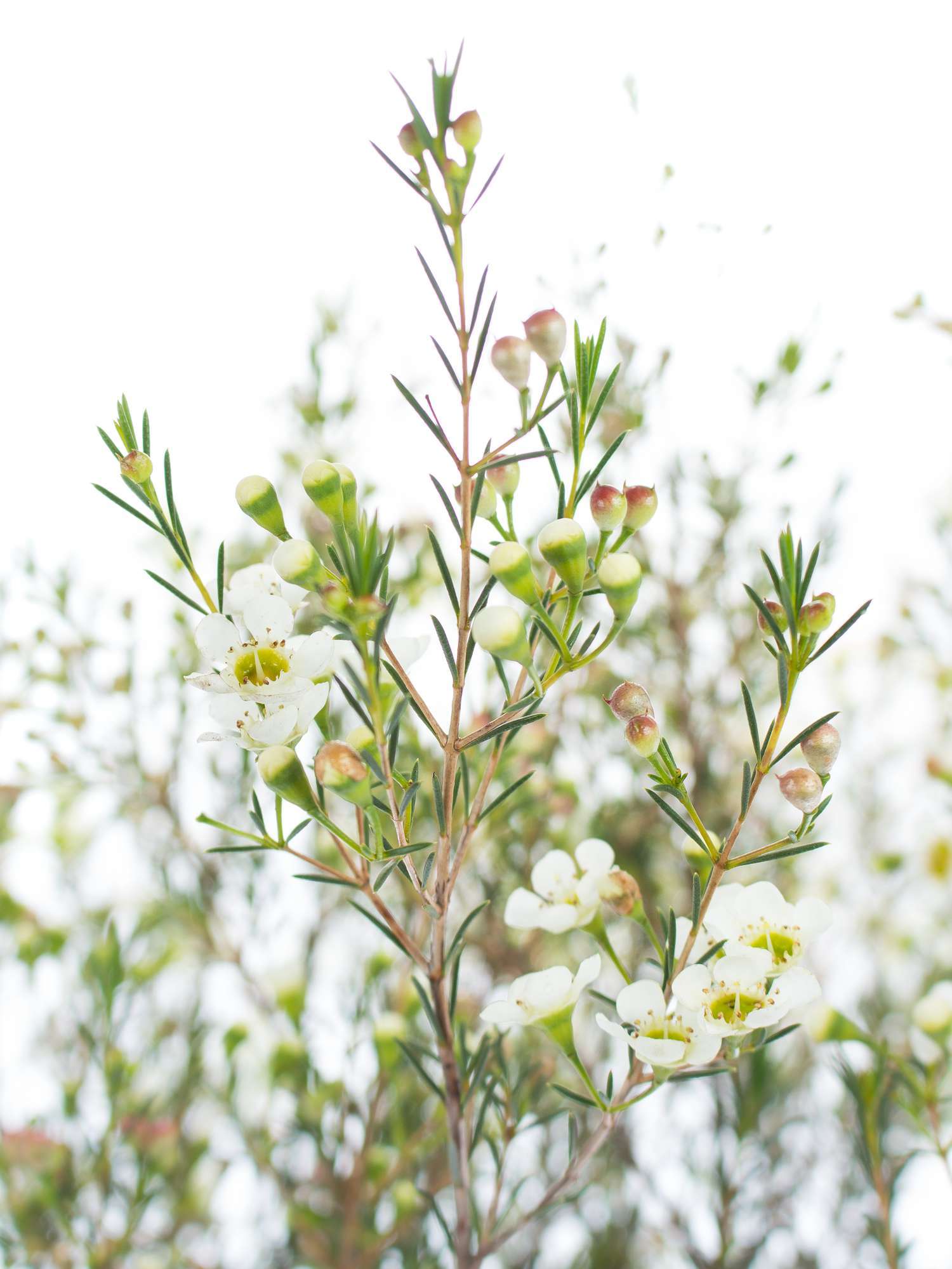 blumigo-blattwerk-wachsblume-ofir-wei-schnittblume image 1