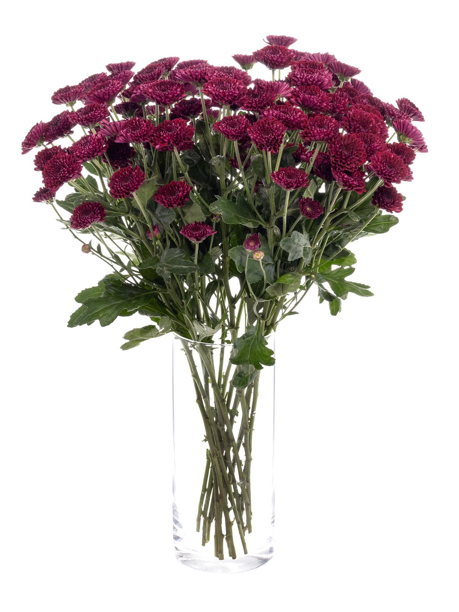 blumigo-chrysanthemen-santinis-jinda-red-blume-dunkelrot image 2