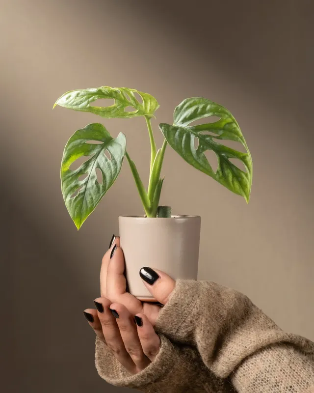 feey-variado-monstera-adansonii-mint-babypflanze-ohne-bertopf image 1