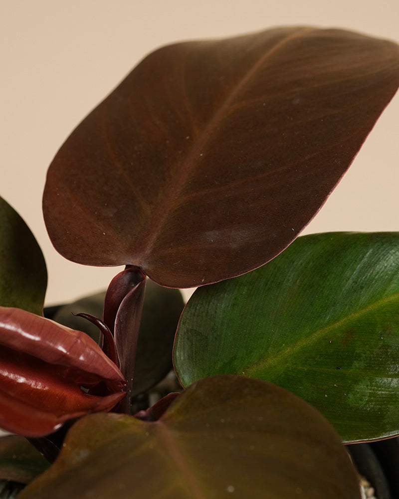 feey-philodendron-red-sun-zimmerpflanze-ohne-bertopf image 7