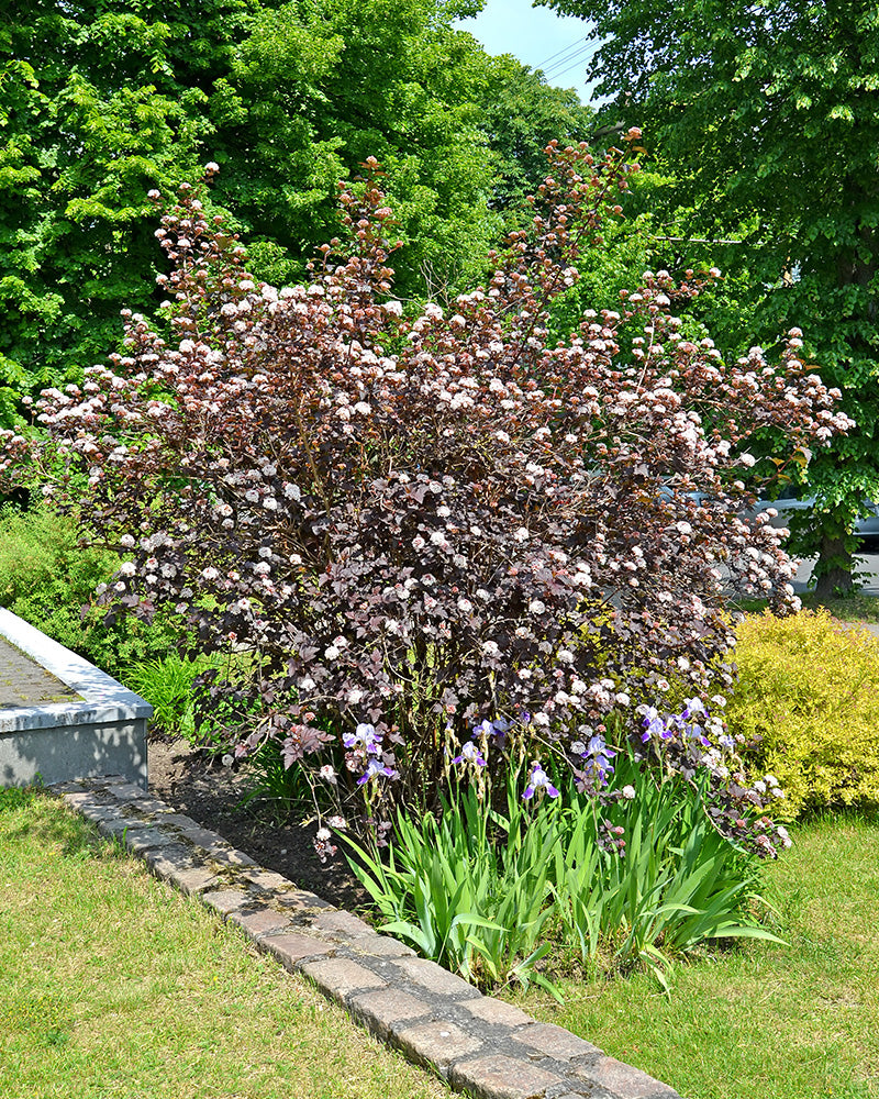 feey-amsterdam-physocarpus-opulifolius-strauch-ohne-topf image 6