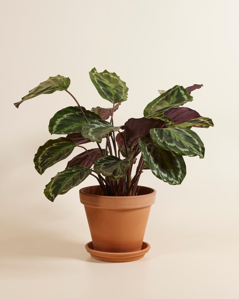 plnts-rareplnts-calathea-medallion-zimmerpflanze-60-cm image 3