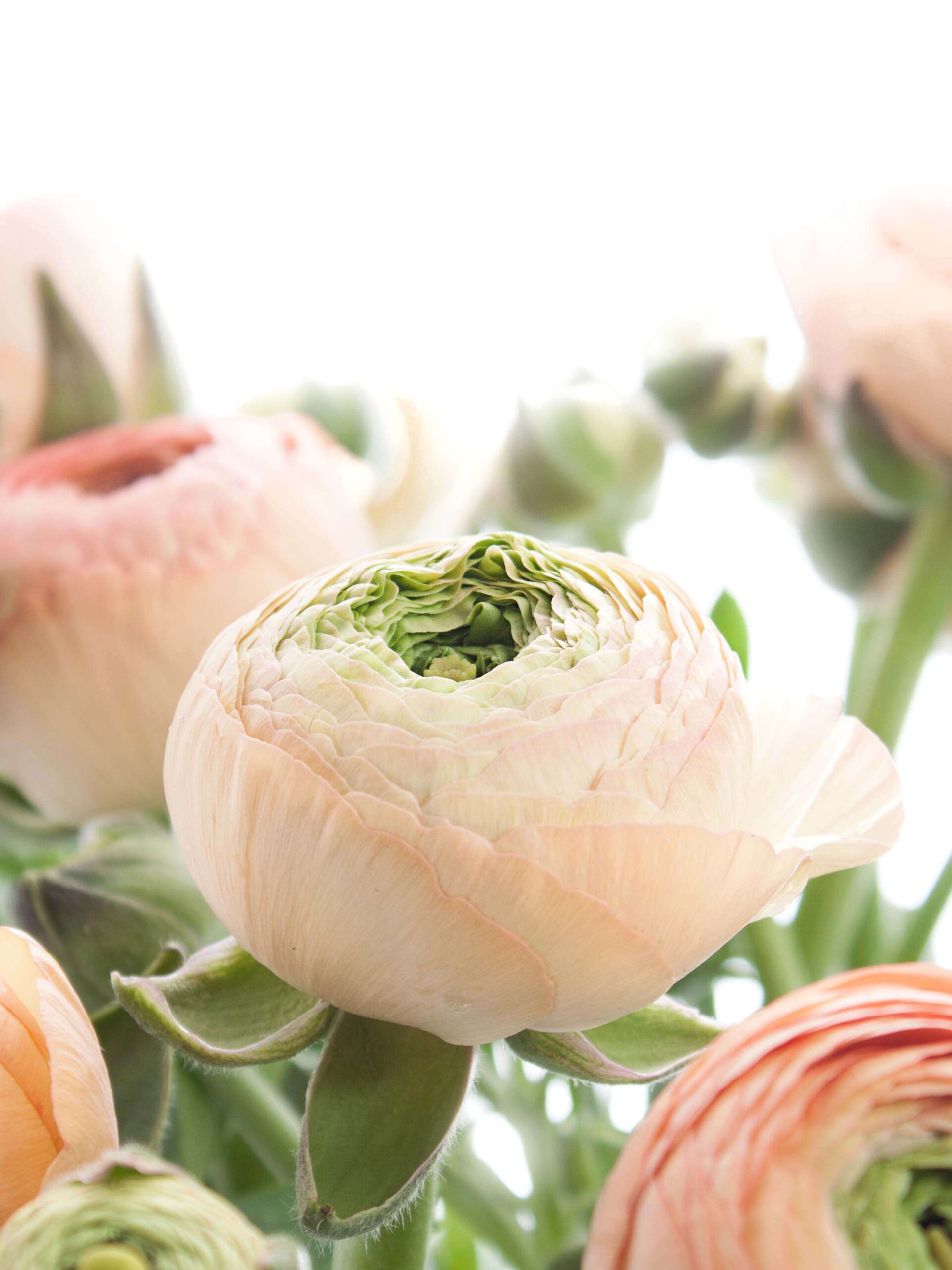blumigo-ranunkeln-azur-salmon-schnittblumen-lachs image 3