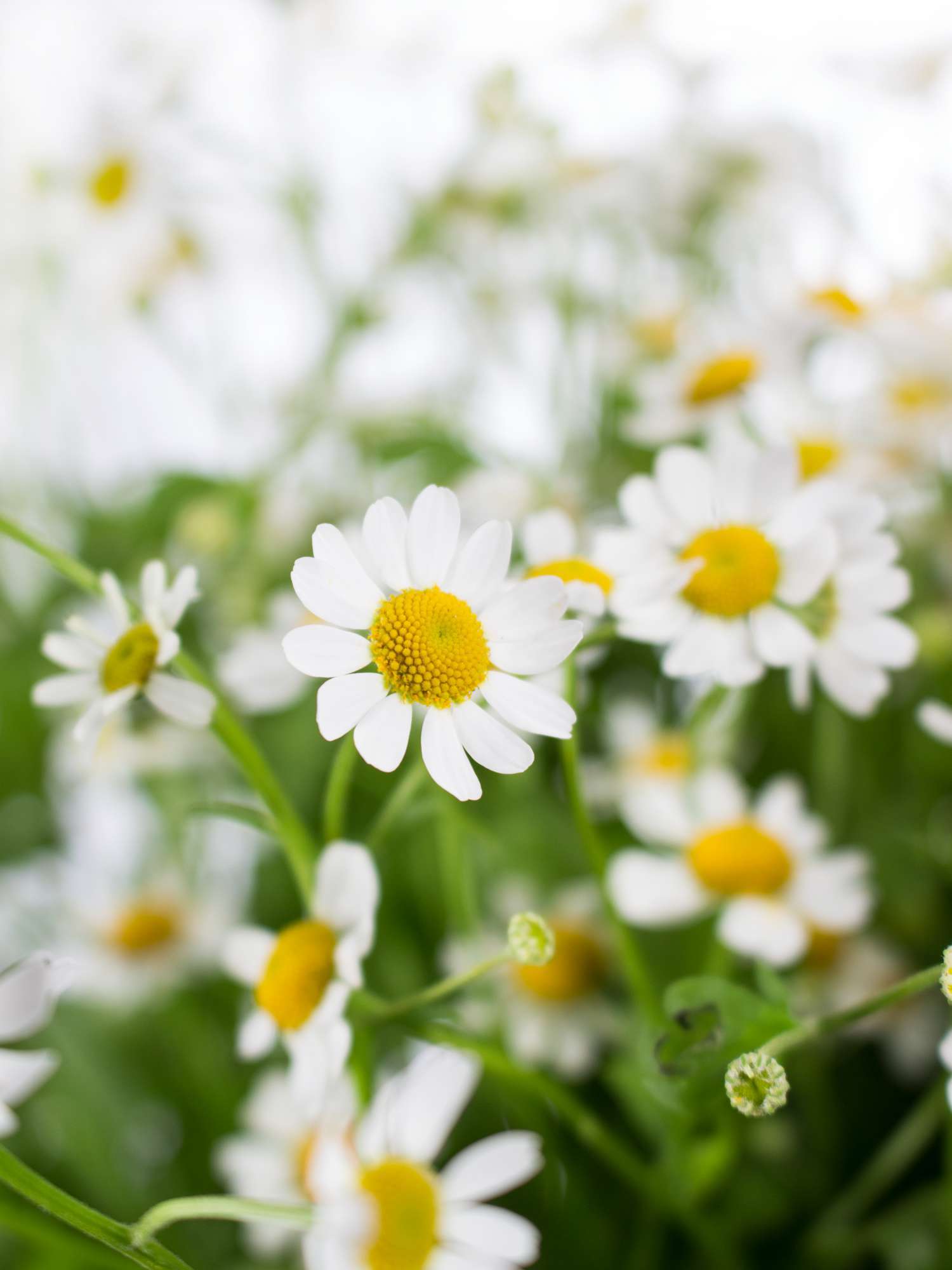 blumigo-blattwerk-kamille-schnittblumen-frischer-bund image 1