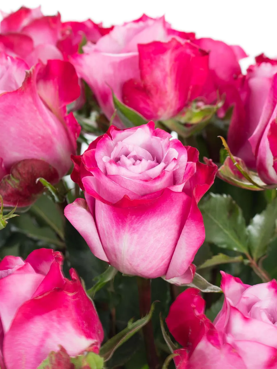 blumigo-rosen-deep-purple-pink-schnittrose image 1