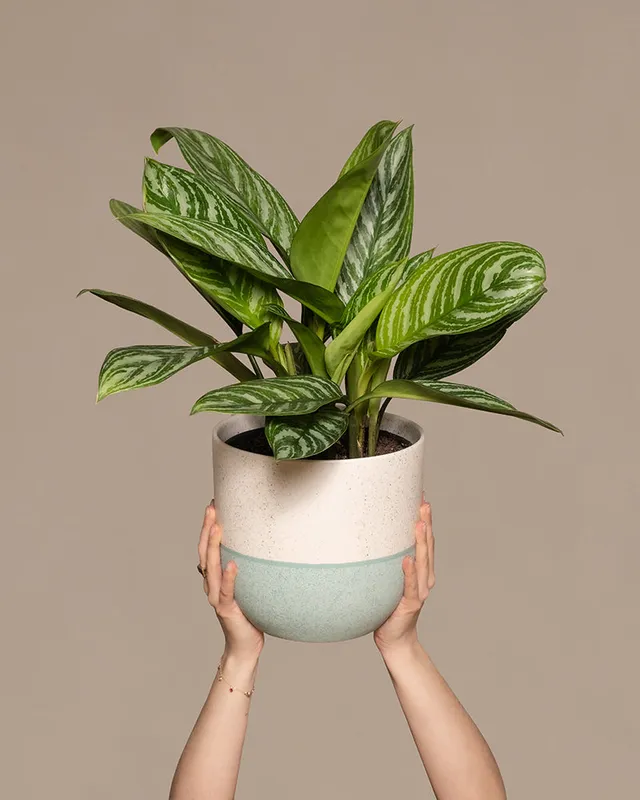 feey-variado-aglaonema-stripes-zimmerpflanze-ohne-bertopf image 1
