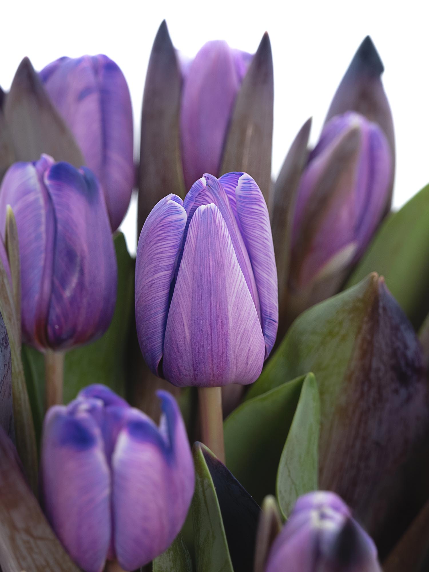 blumigo-tulpen-painted-purple-violette-schnittblume image 2