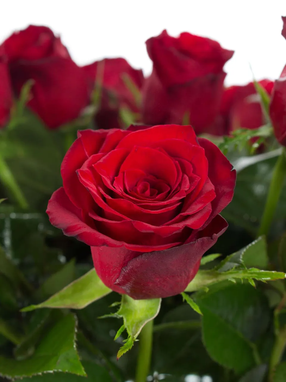 blumigo-100-kurze-rote-rosen-40-cm-schnittrosen image 1
