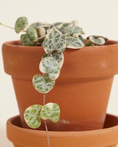 plnts-babyplnts-ceropegia-woodii-variegata-baby-6cm-10cm image 8