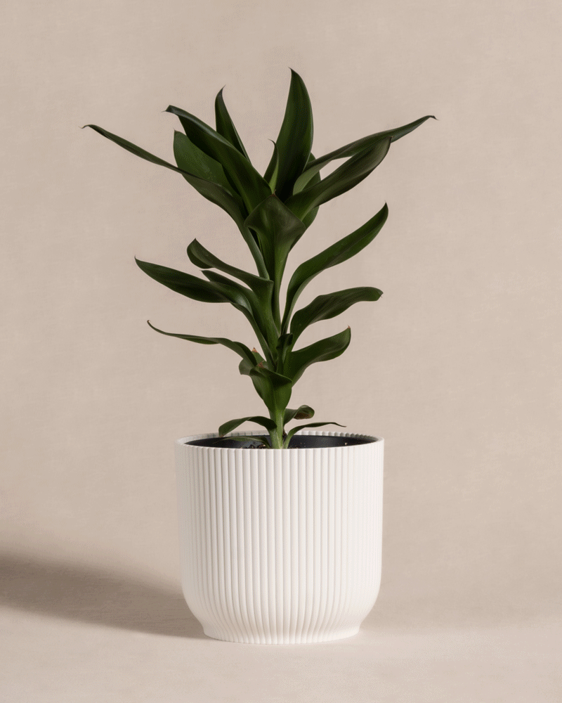 feey-keulenlilie-cordyline-zimmerpflanze-tierfreundlich image 8
