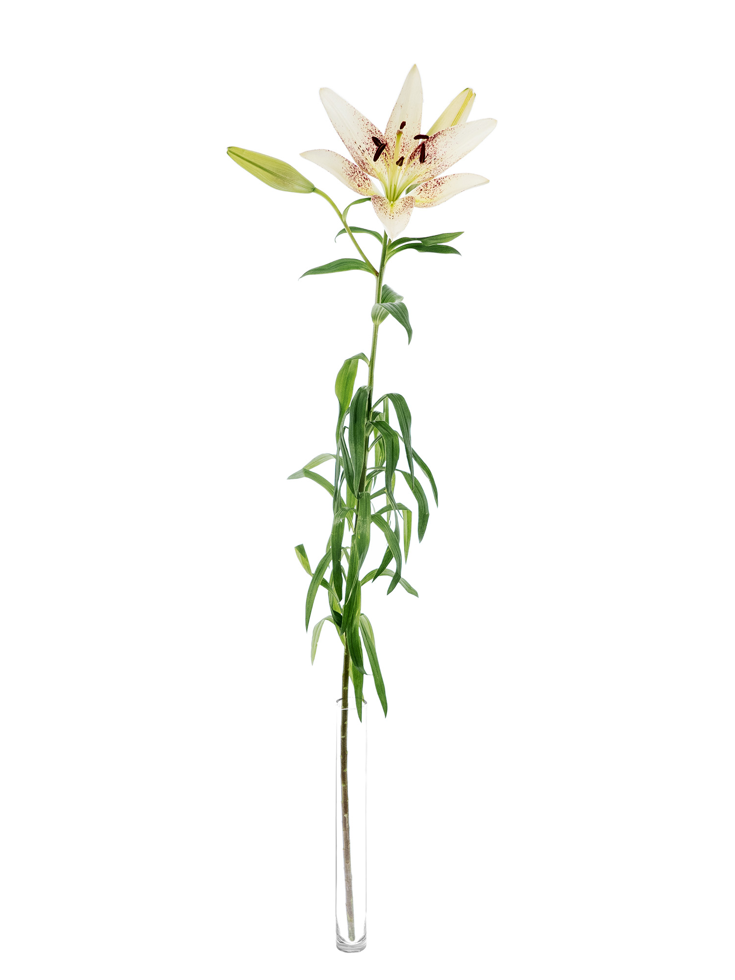 blumigo-lilien-spotify-schnittblume-wei-pink image 3