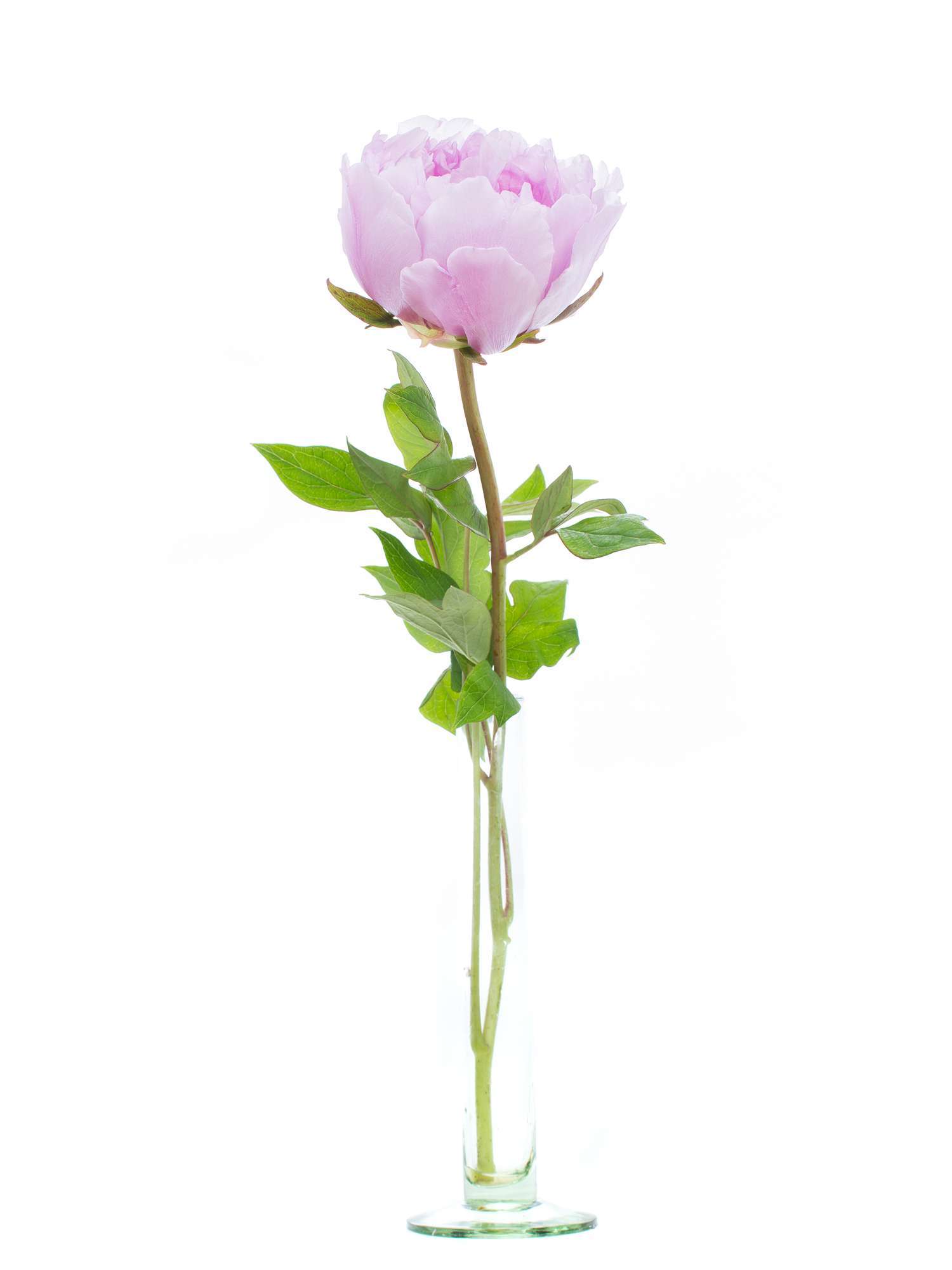 blumigo-pfingstrosen-baumpfingstrose-schnittblume-rosa image 4