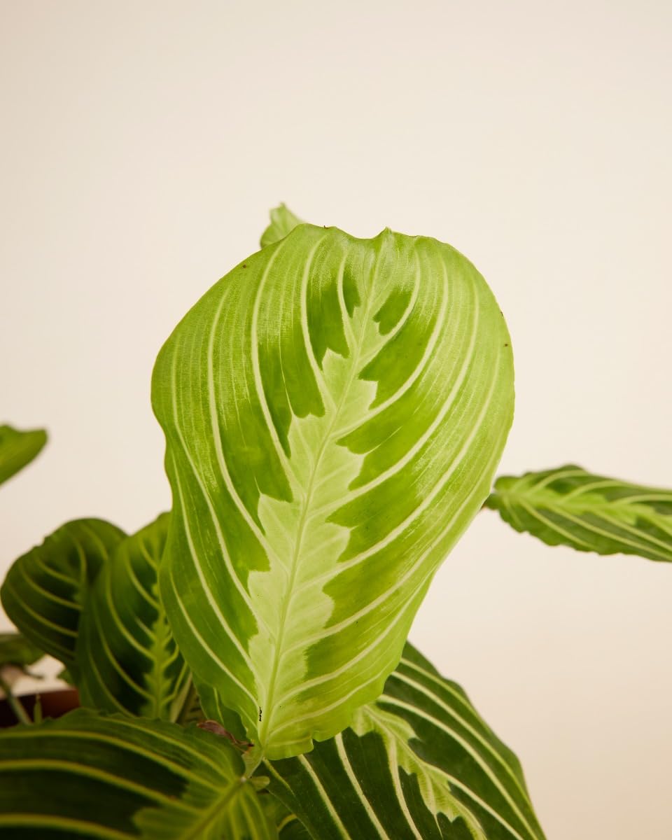 plnts-rareplnts-maranta-lemon-lime-gebetspflanze-12cm image 4