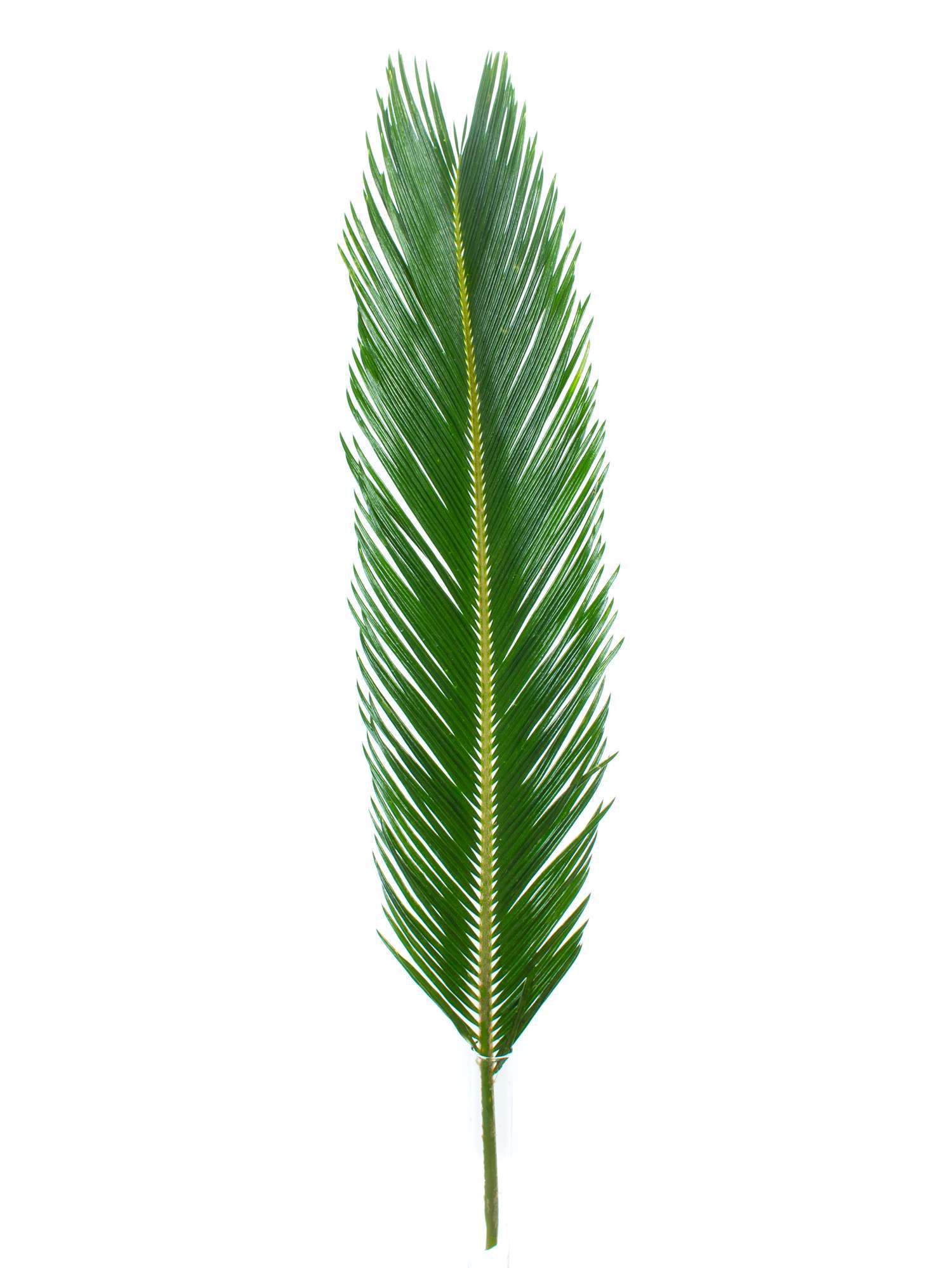 blumigo-blattwerk-cycas-anturios-palmbl-tter-schnittgr-n image 1