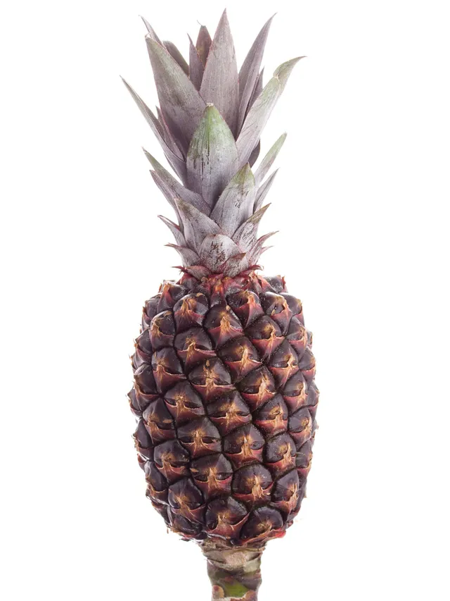 blumigo-herbstdeko-zierananas-schwarz-braun-frucht image 1