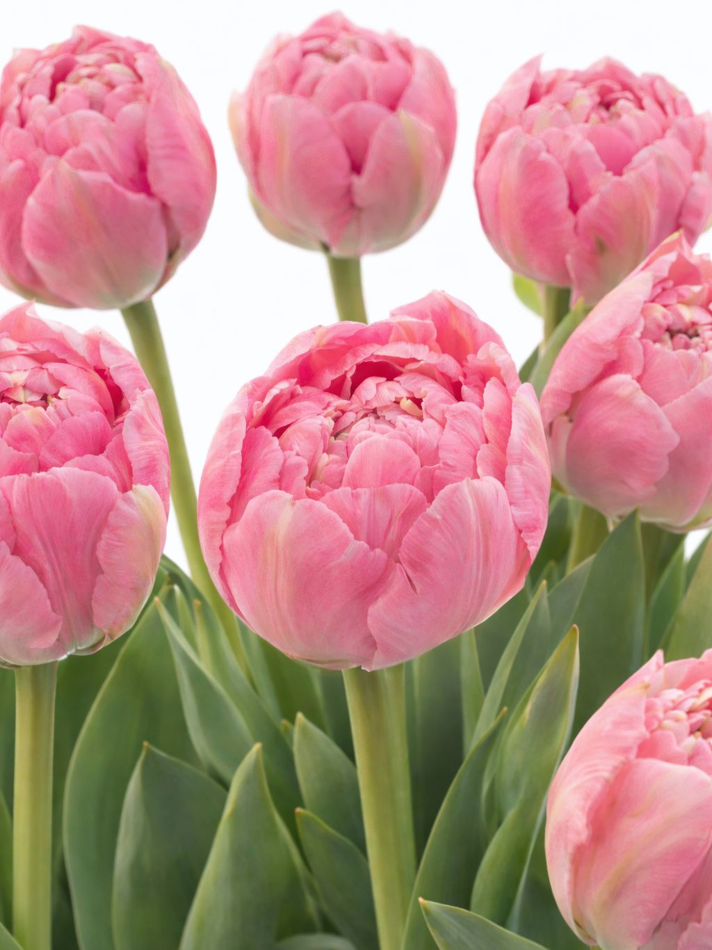 blumigo-tulpen-pinza-gef-llte-rosa-schnittblume-stiel image 2