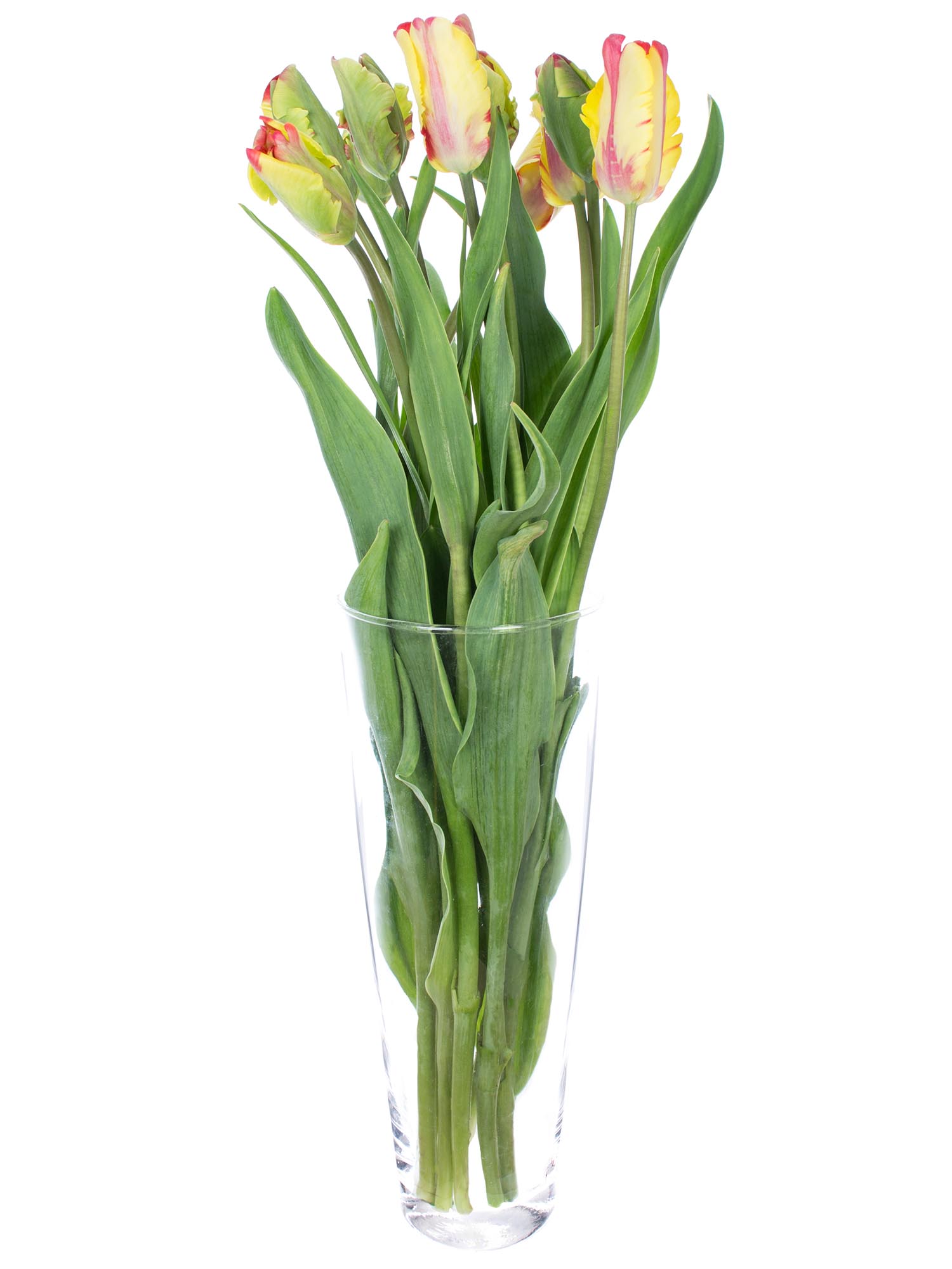 blumigo-tulpen-flaming-parrot-gelb-rot-papagei-stiel image 2