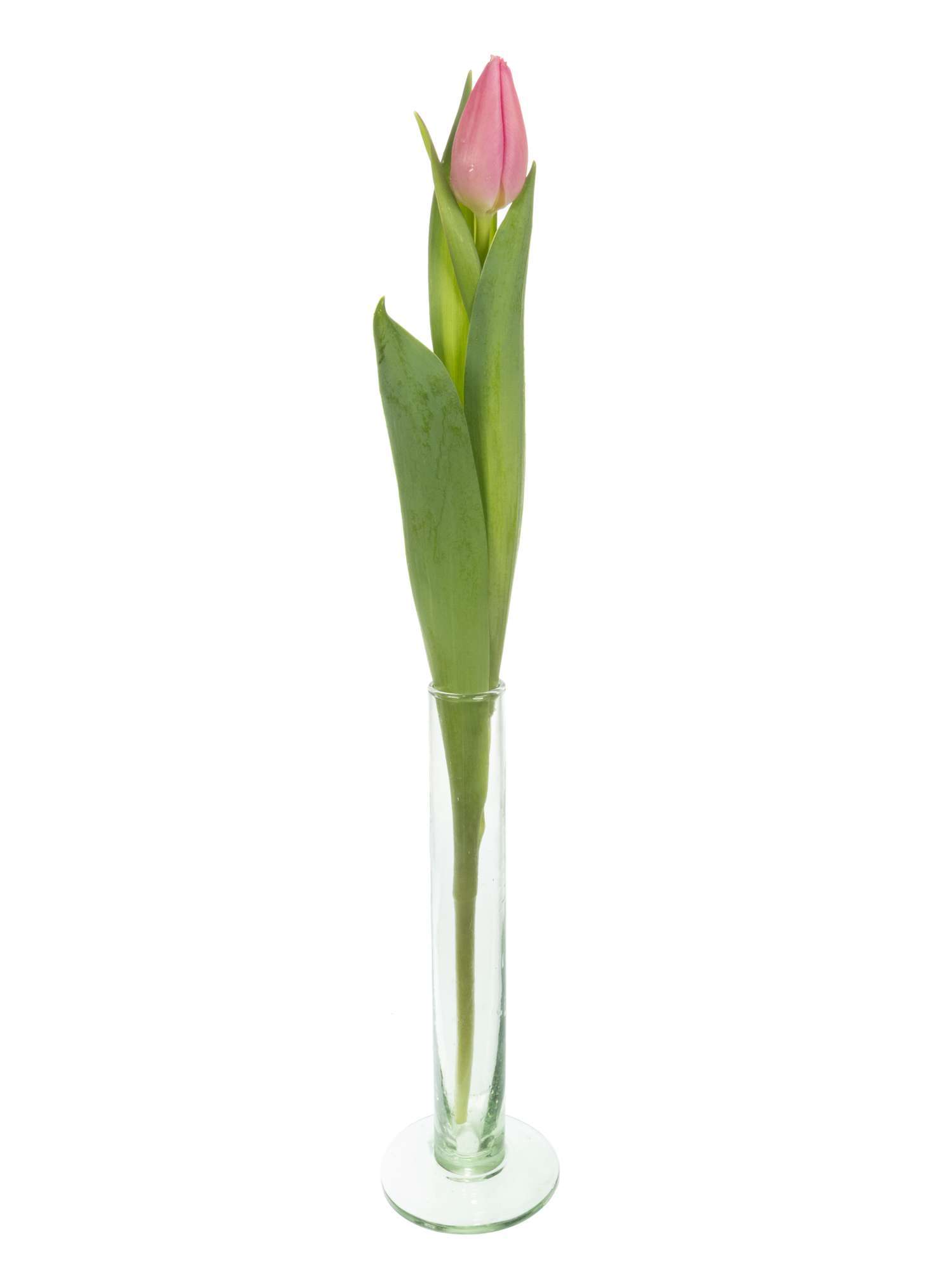 blumigo-tulpen-christmas-dream-pink-bund-frisch-8-tage image 3