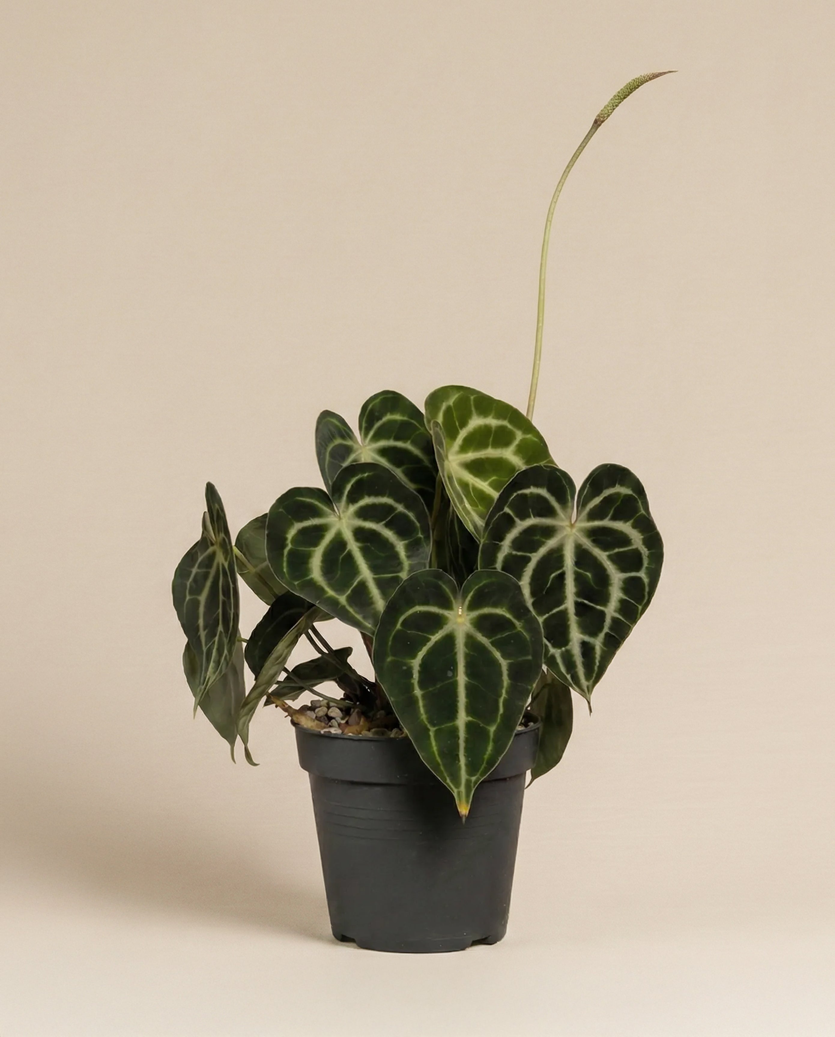 feey-variado-anthurium-clarinervium-zimmerpflanze-ohne-bertopf image 3