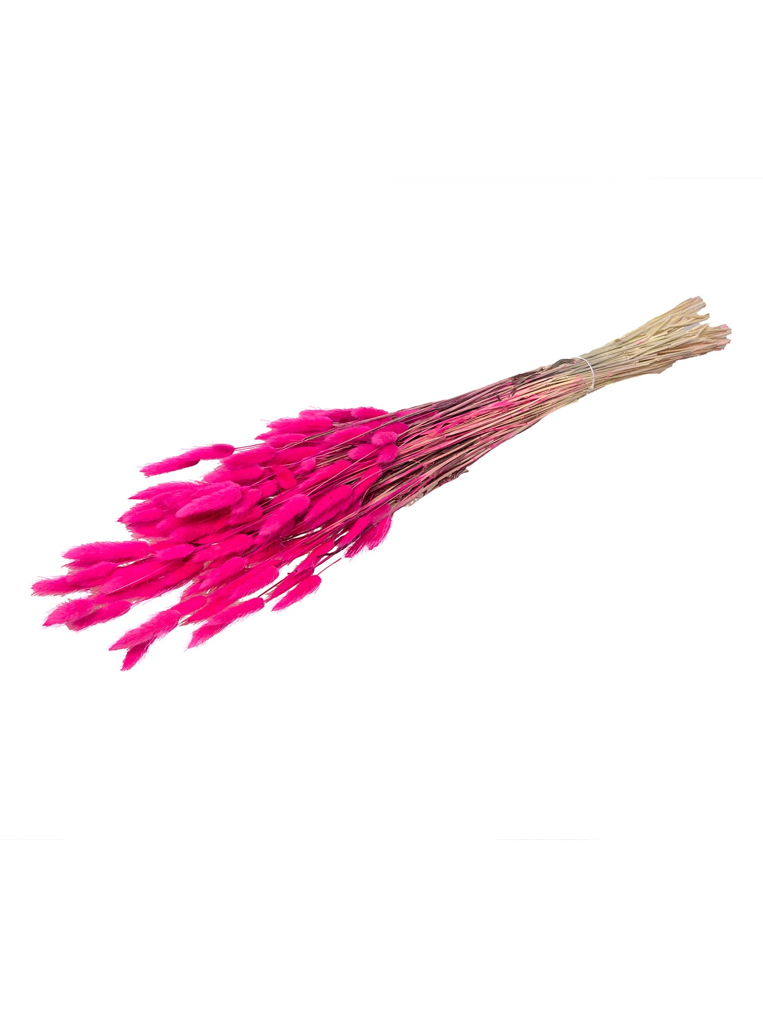 blumigo-trockenblumen-lagurus-samtgras-pink image 3