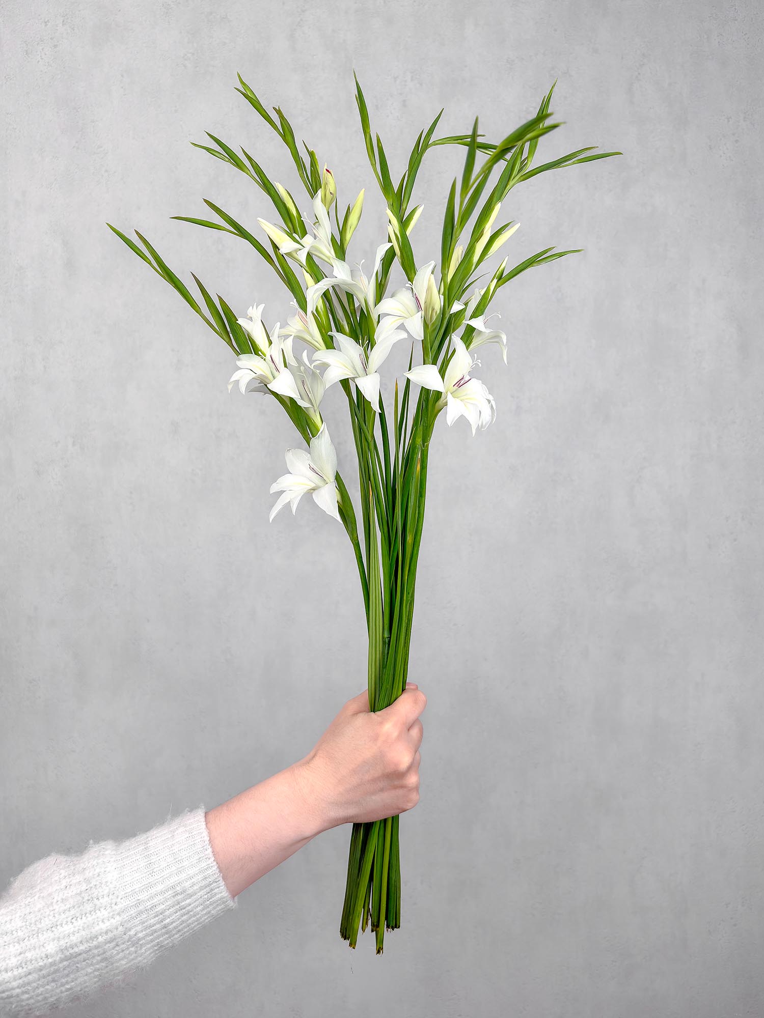 blumigo-zwerg-gladiolen-albus-schnittblumen-wei image 1