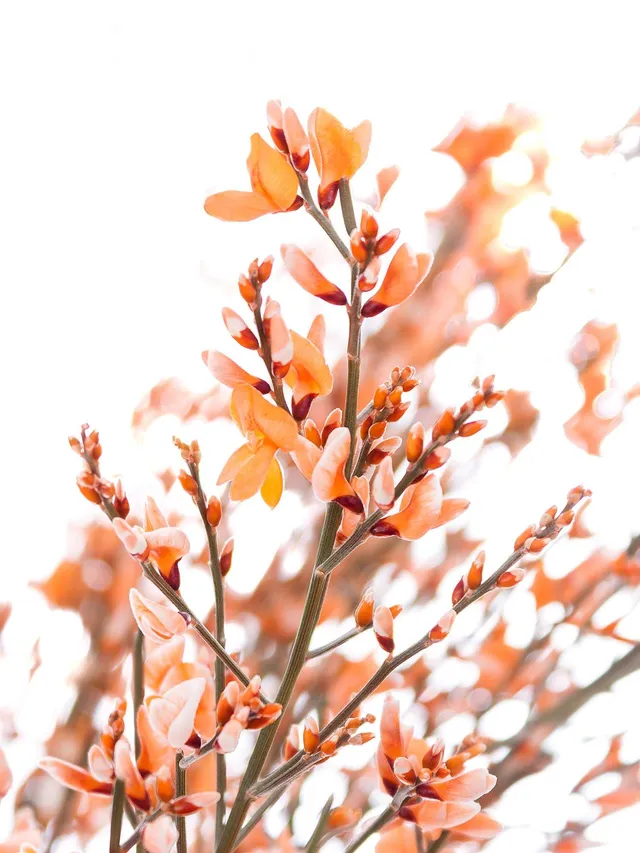 blumigo-zweige-ginster-orange-schnittblume-stiel image 1