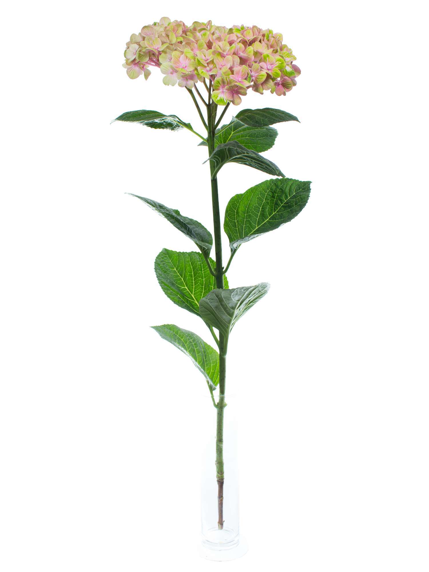 blumigo-magical-coral-hortensie-rosa-gr-n-schnittblume image 2