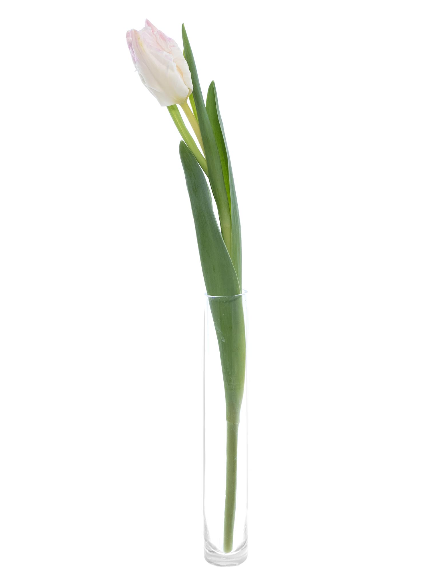 blumigo-tulpen-papagei-cabanna-schnittblumen-rosa-wei image 3