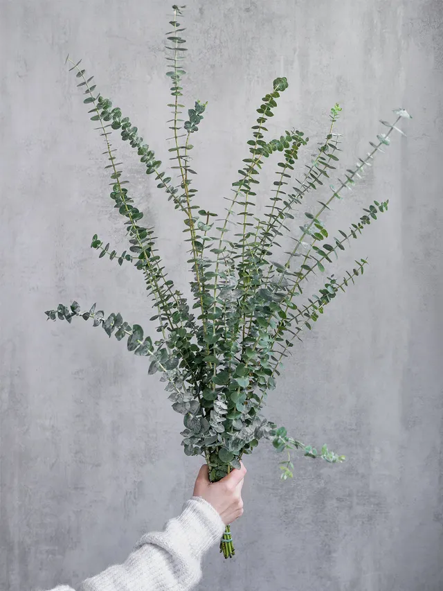 blumigo-eukalyptus-baby-blue-bund-silber-gr-n-duftend image 1