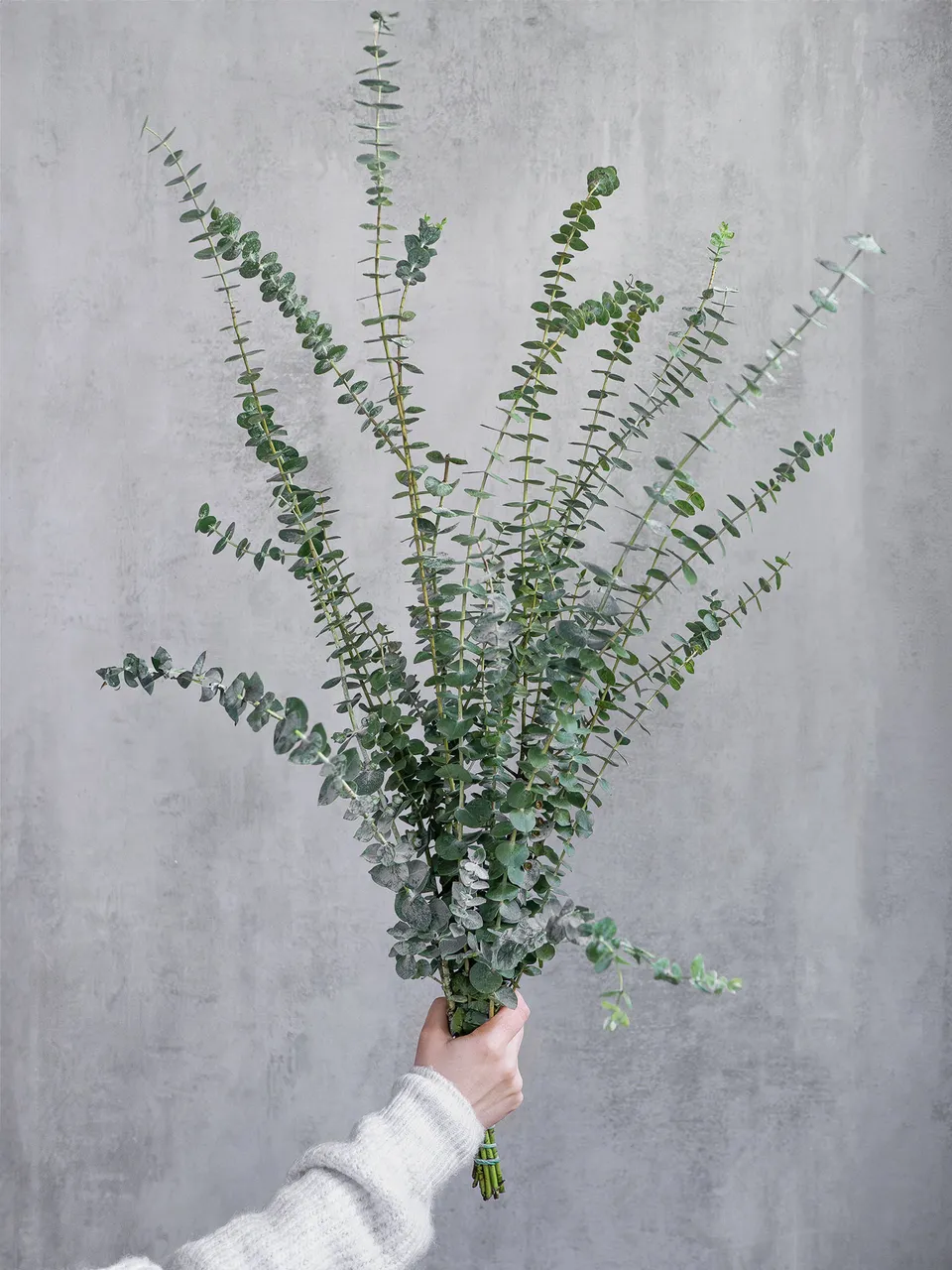 blumigo-eukalyptus-baby-blue-bund-silber-gr-n-duftend image 1