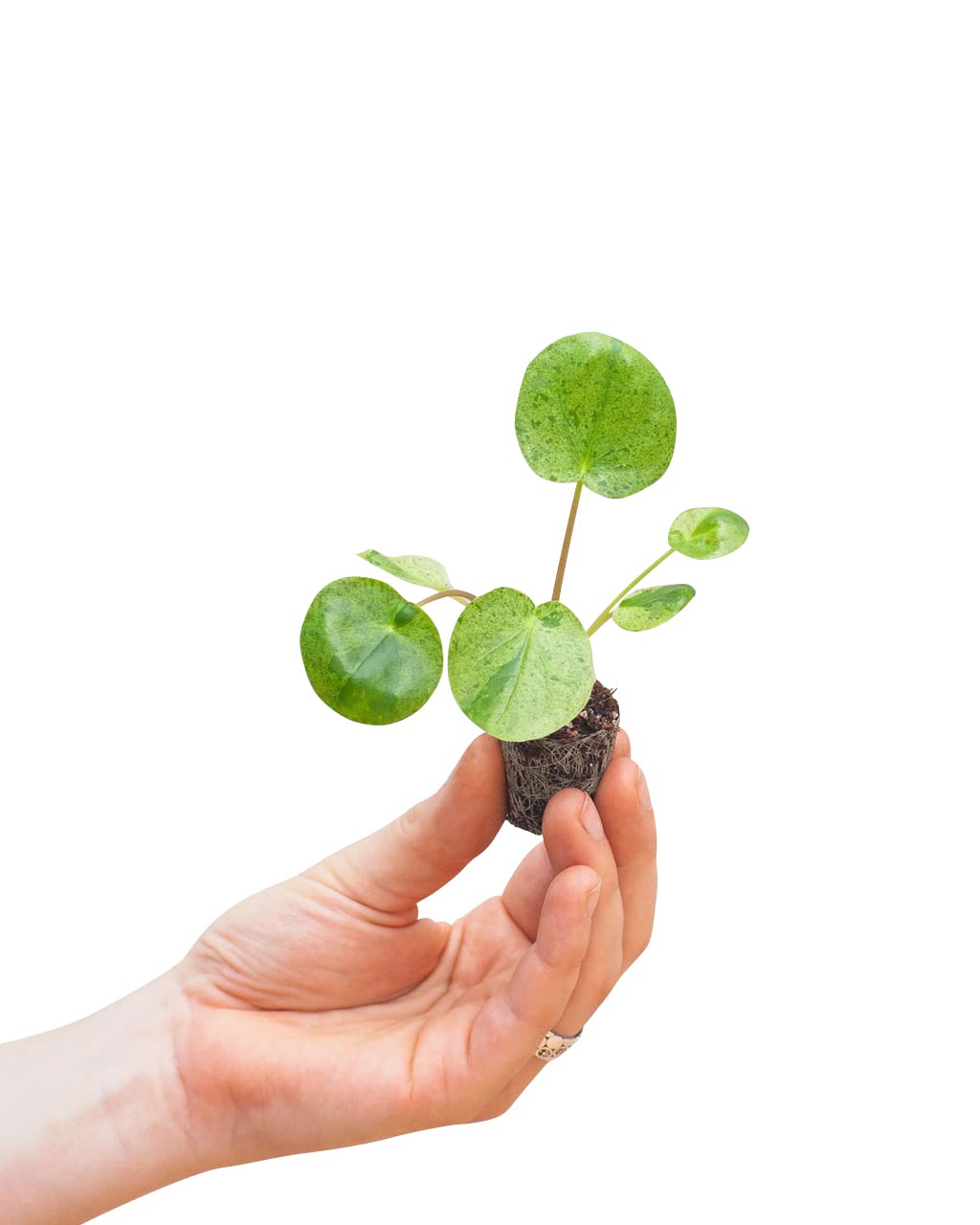 plnts-babyplnts-pilea-peperomioides-mojito-zimmerpflanze-15cm image 1