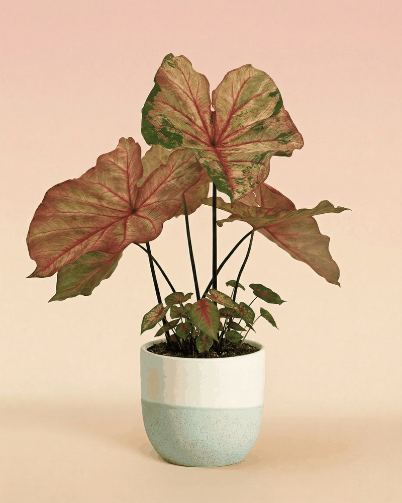 feey-variado-caladium-autumn-beauty-zimmerpflanze-ohne-bertopf image 4