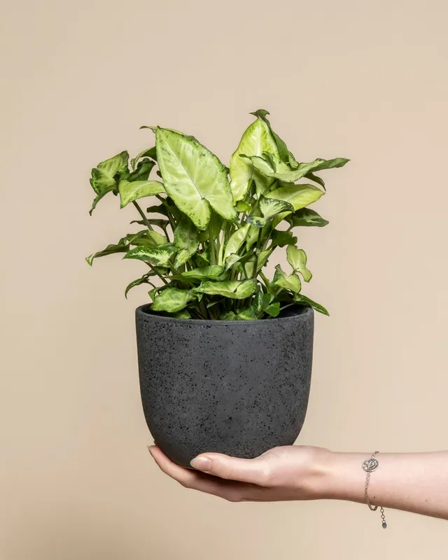 feey-variado-syngonium-pixie-zimmerpflanze-ohne-topf image 1