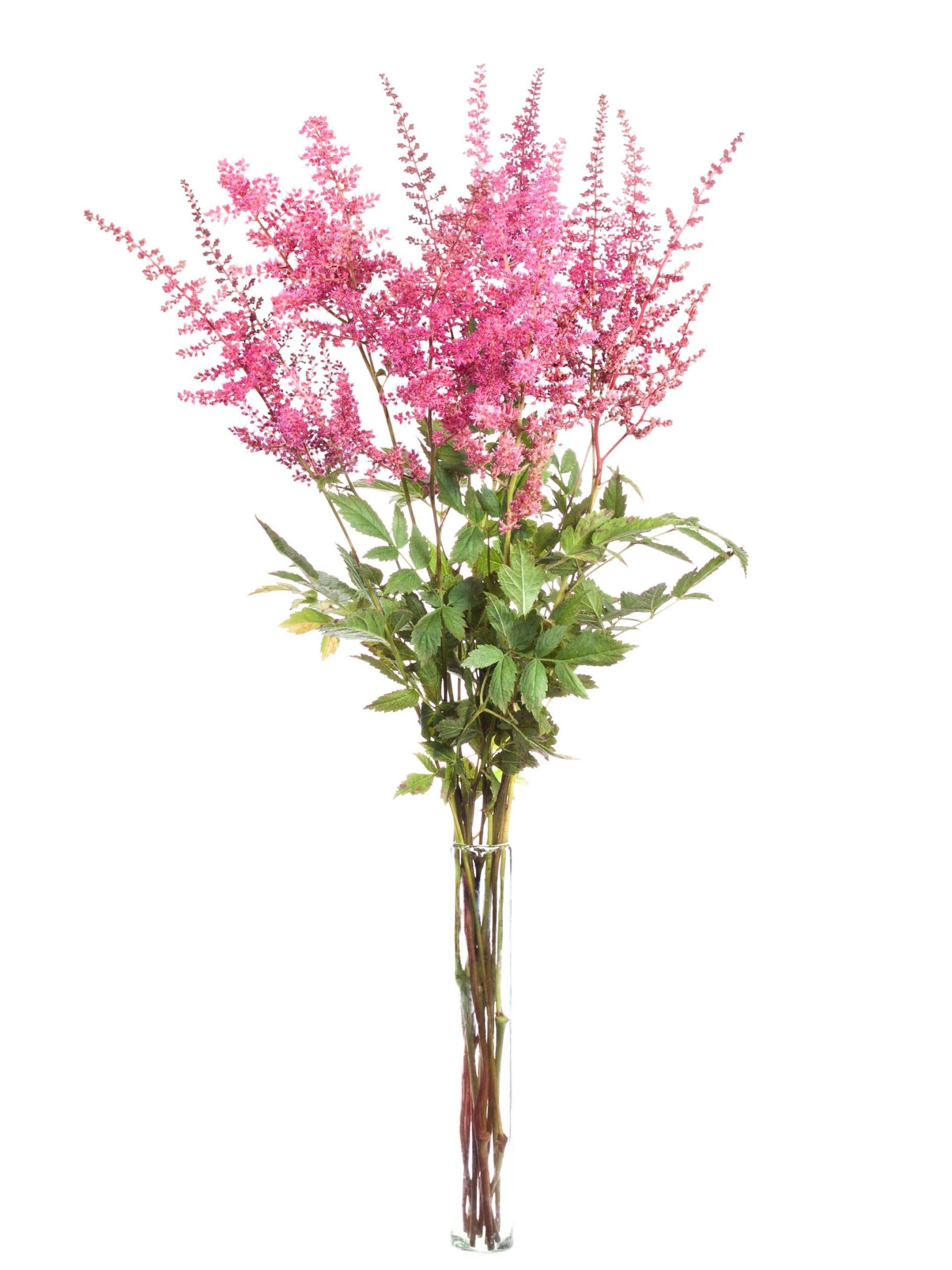 blumigo-blattwerk-astilben-else-schluck-schnittblume-beere image 2