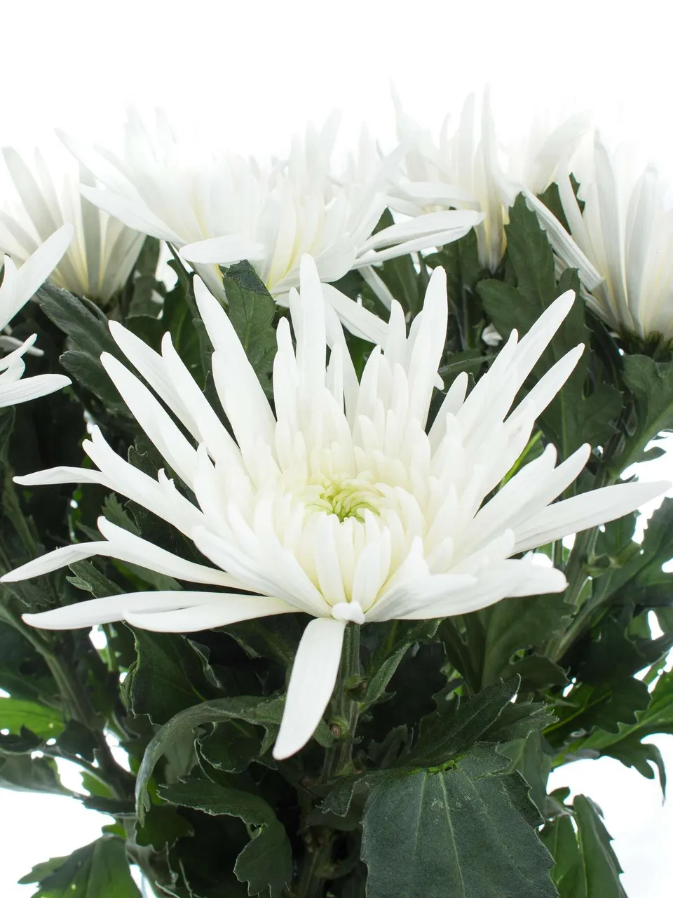 blumigo-chrysanthemen-anabel-wei-schnittblumen image 1